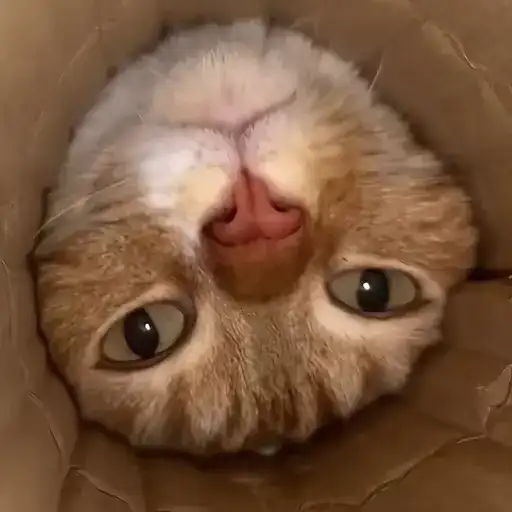 Sticker 🐈‍⬛️