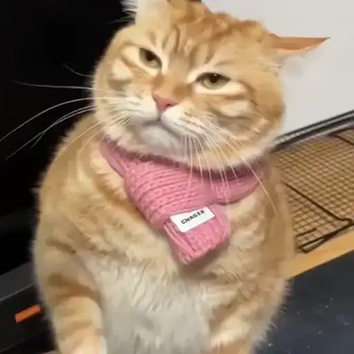 Sticker 🐈‍⬛️