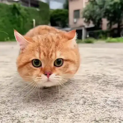 Sticker 🐈‍⬛️