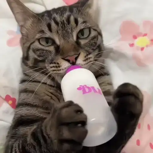 Sticker 🐈‍⬛️