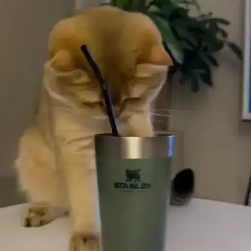 Sticker 🐈‍⬛️