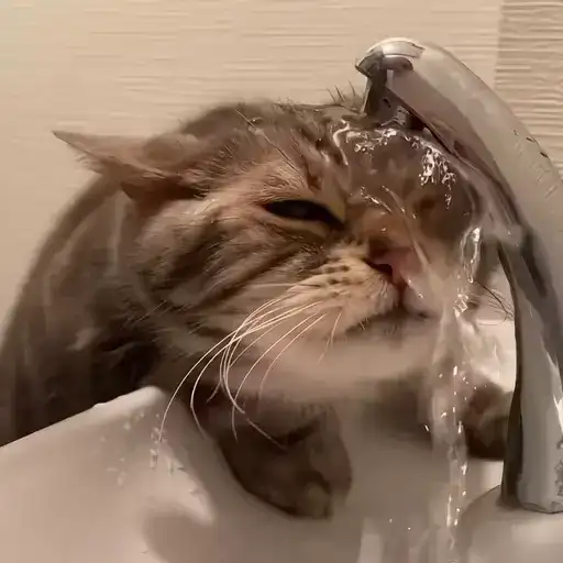 Sticker 🐈‍⬛️