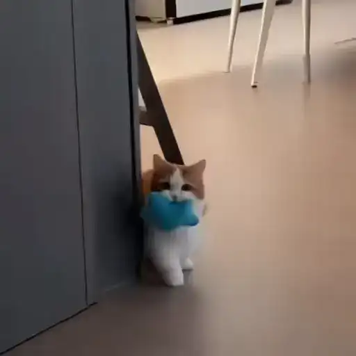 Sticker 🐈‍⬛️