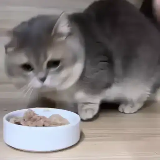 Sticker 🐈‍⬛️