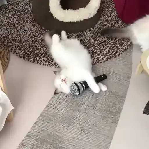 Sticker 🐈‍⬛️