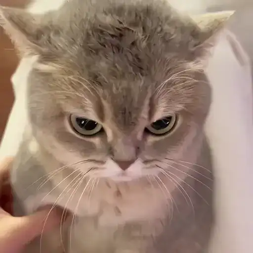 Sticker 🐈‍⬛️