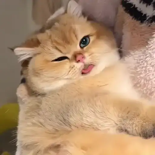 Sticker 🐈‍⬛️