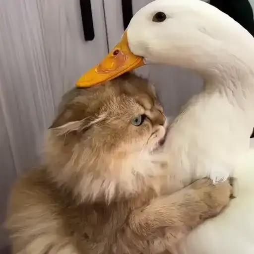 Sticker 🐈‍⬛️