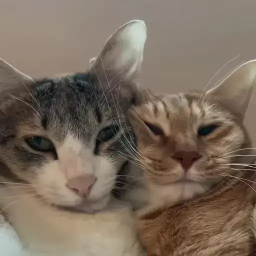 Sticker 🐈‍⬛️