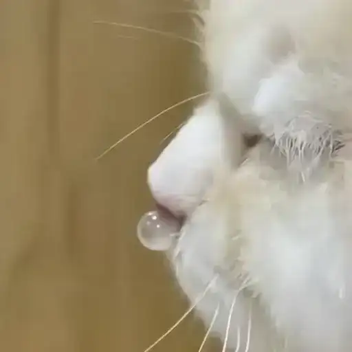 Sticker 🐈‍⬛️