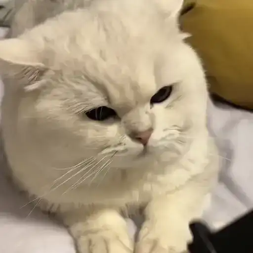 Sticker 🐈‍⬛️