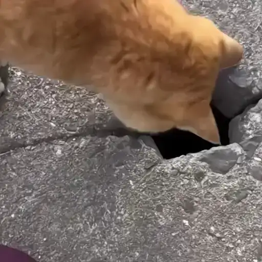 Sticker 🐈‍⬛️