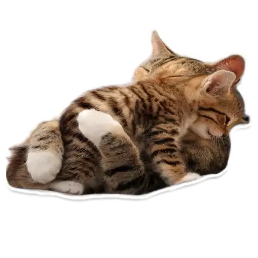 Sexy Animals preview