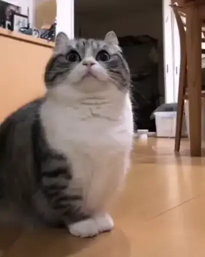 Комару видеос preview