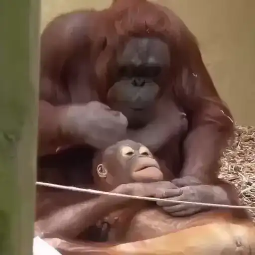 Uh oh 3: Electric Boogaloo preview