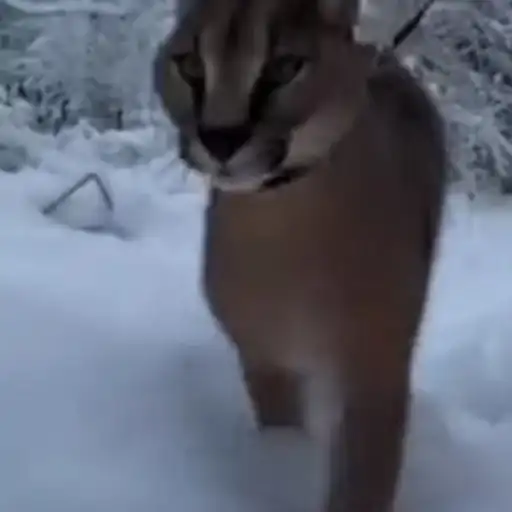 Sticker 🚶‍♀️