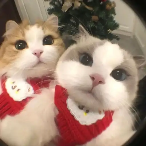 Sticker 👩‍❤️‍👨