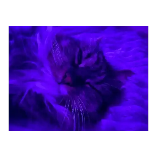 Ржачные животные preview