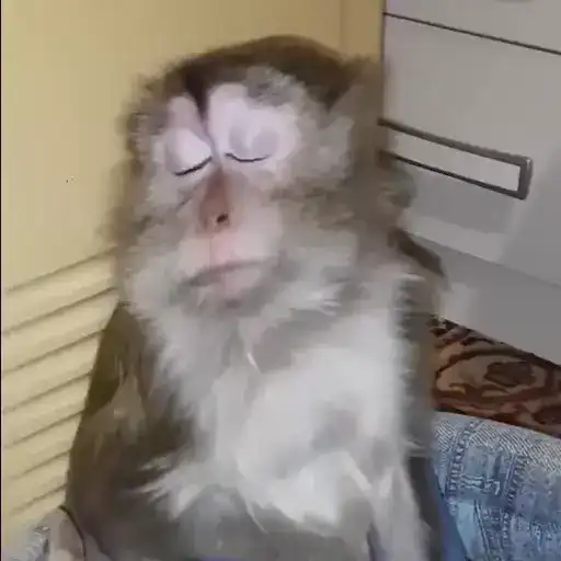 Обезьянки preview