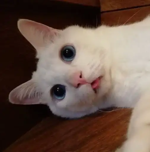 Котяра preview