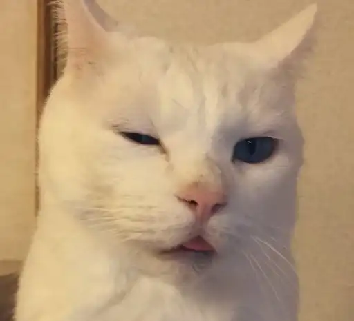 Котяра preview