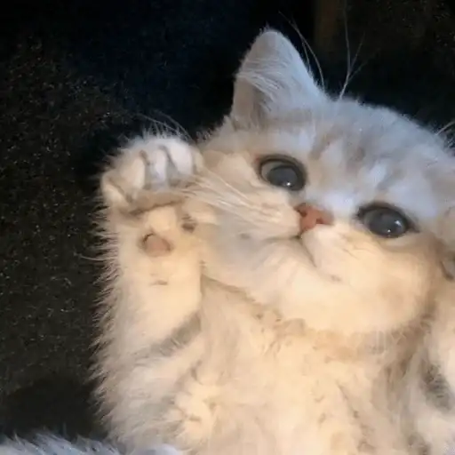 Sticker 🙇‍♀️