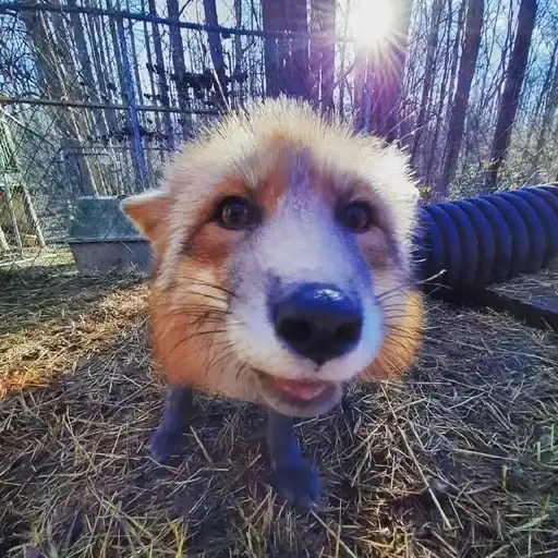 ⋆｡⋆˚🦊Лисички🦊˚⋆｡⋆ preview