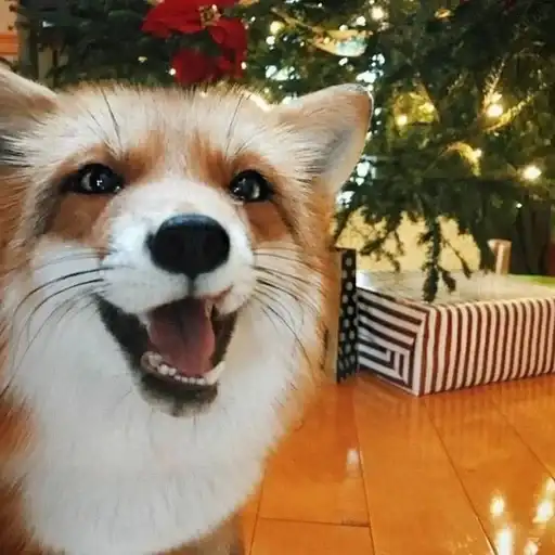 ⋆｡⋆˚🦊Лисички🦊˚⋆｡⋆ preview