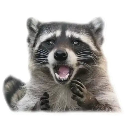 Raccoon preview