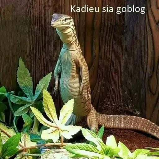 Asdfghjkl teraa mood x preview