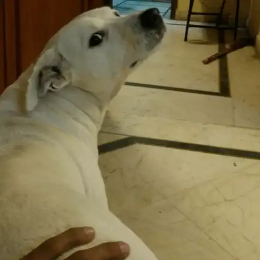 Yet another kang preview