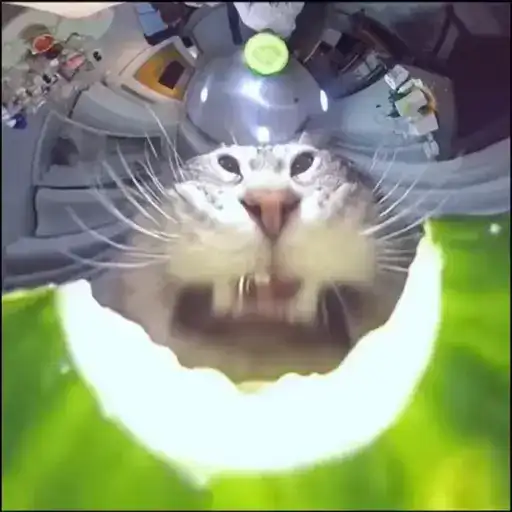 Sticker 🐈‍⬛️