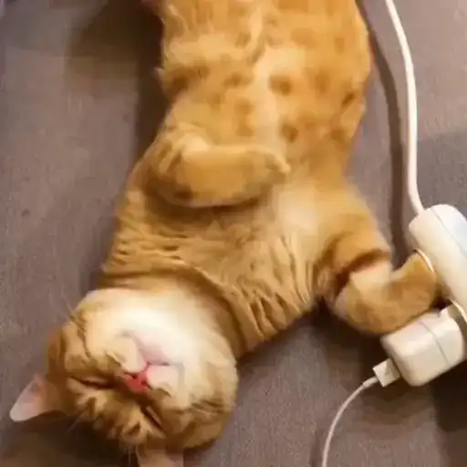 Sticker 🐈‍⬛️