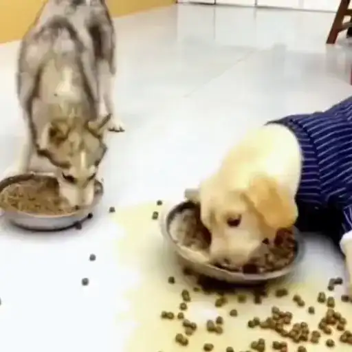 Рыбки и животные preview