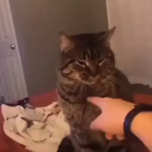 Sticker 🐈‍⬛️