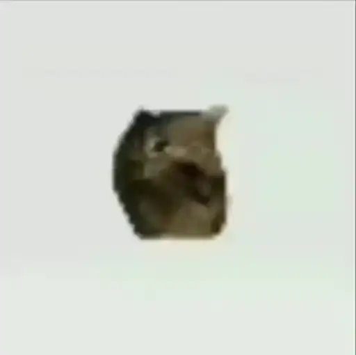 🌟 Сделай preview