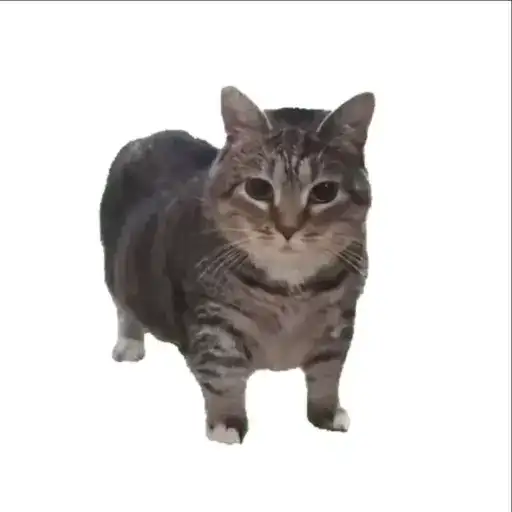 🌟 Сделай preview