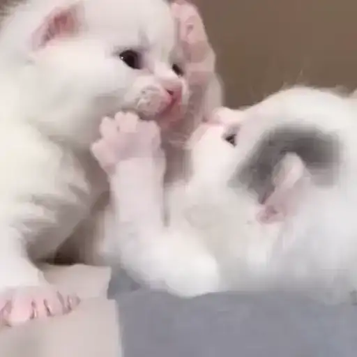 Sticker 👩‍❤️‍💋‍👨