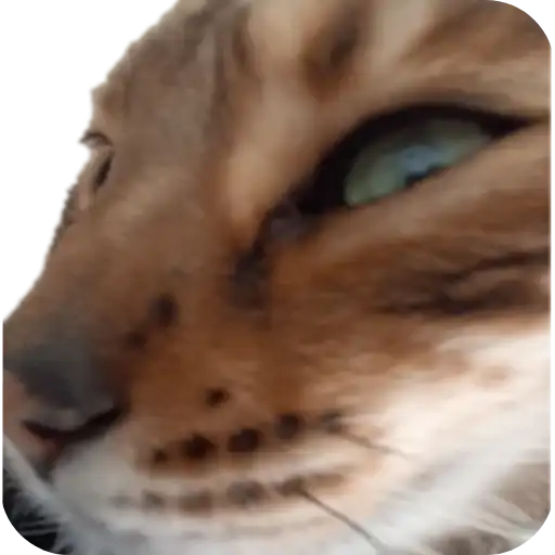 Sticker 🐱