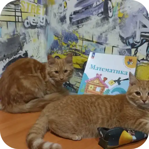 Чита Бася инот мике балу preview