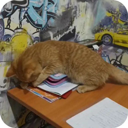 Чита Бася инот мике балу preview