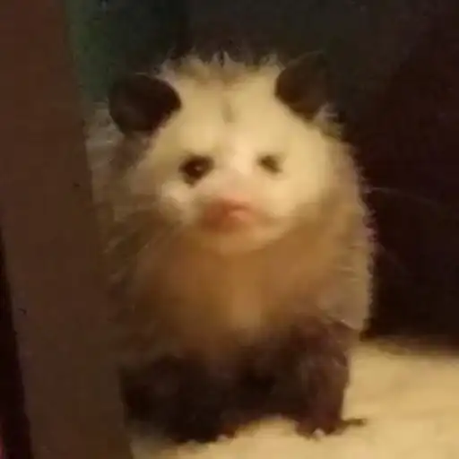 Всратые опоссумы preview