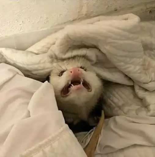 Всратые опоссумы preview