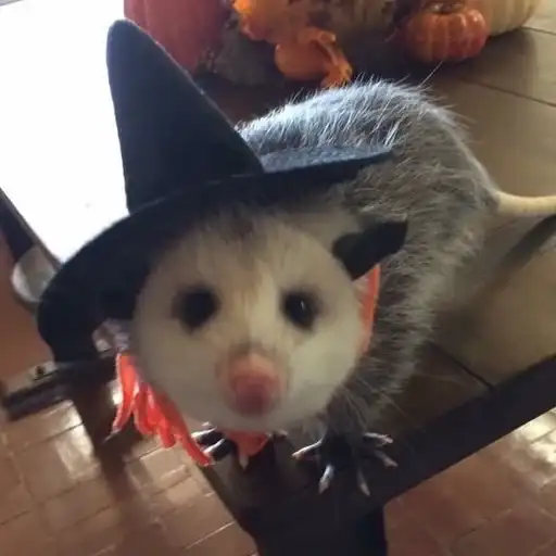 Sticker 🧙‍♀️