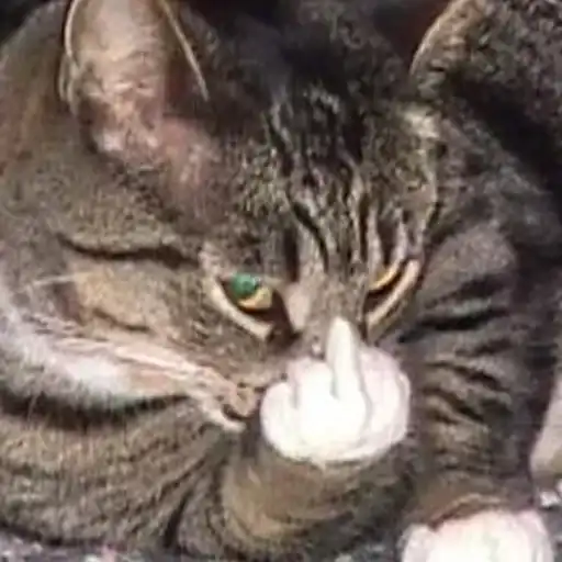 Sticker 🐈‍⬛️