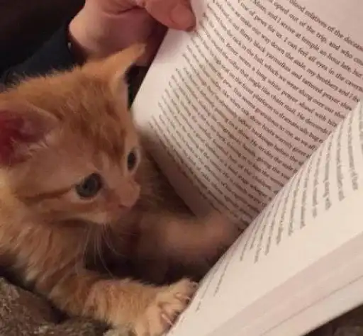 Sticker 🐈‍⬛️