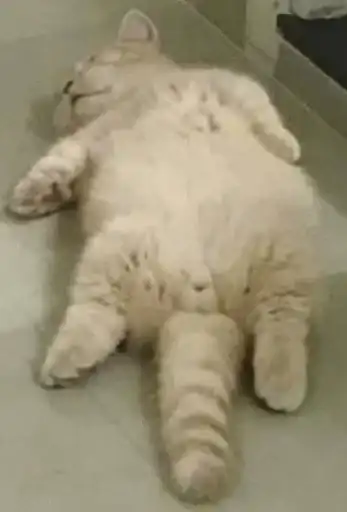 Sticker 🐈‍⬛️