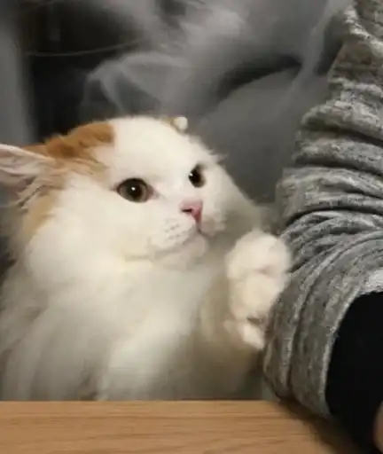 Sticker 🐈‍⬛️