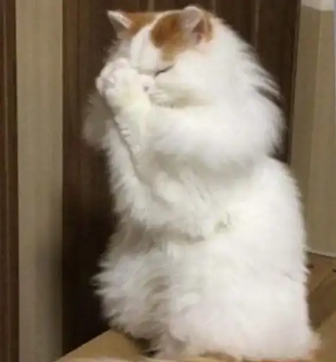 Sticker 🐈‍⬛️