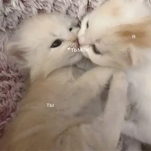 Sticker 🐈‍⬛️